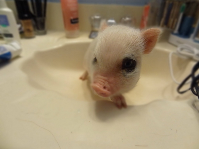Piglet in a sink