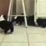Puppies chase cat