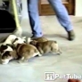 Puppies mopping