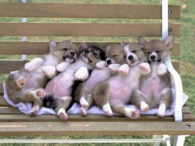 Puppies on a bench