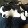 Puppy has teh hiccups