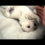 Puppy wakes up