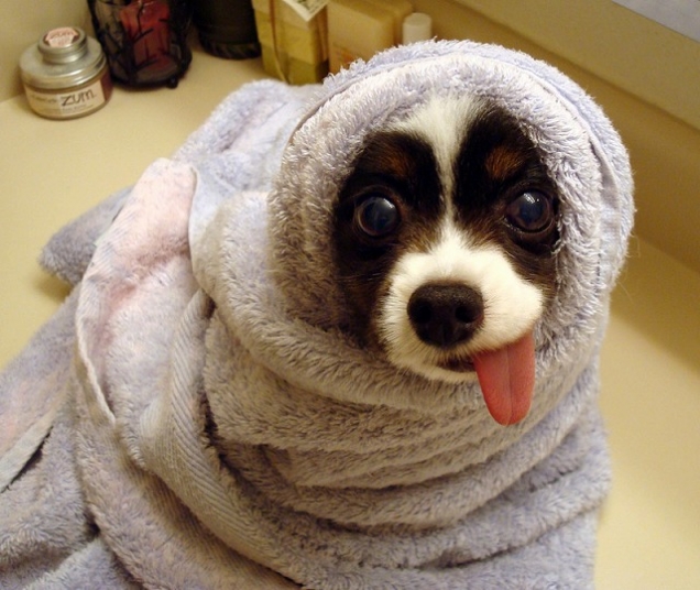 Puppy with hanging tongue in a towel