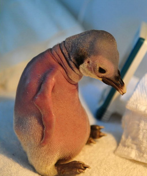 Sad baby penguin is sad