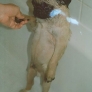 Sad pug in the bath tub is sad