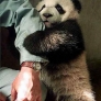 Scared panda