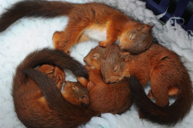Squirrels sleeping