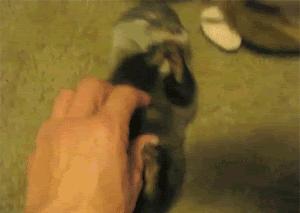 Ticklish baby otter is ticklish