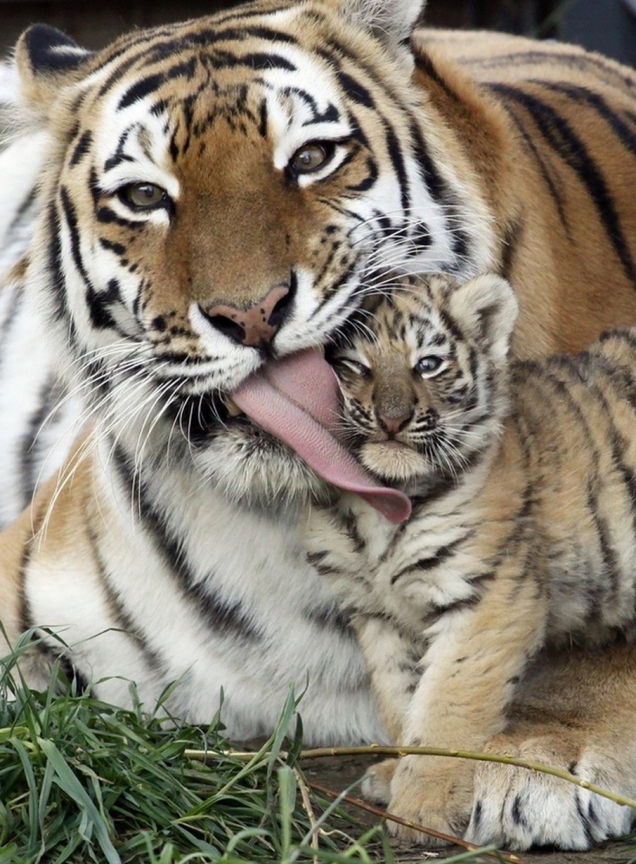 Tiger cub gets a kiss from his mom