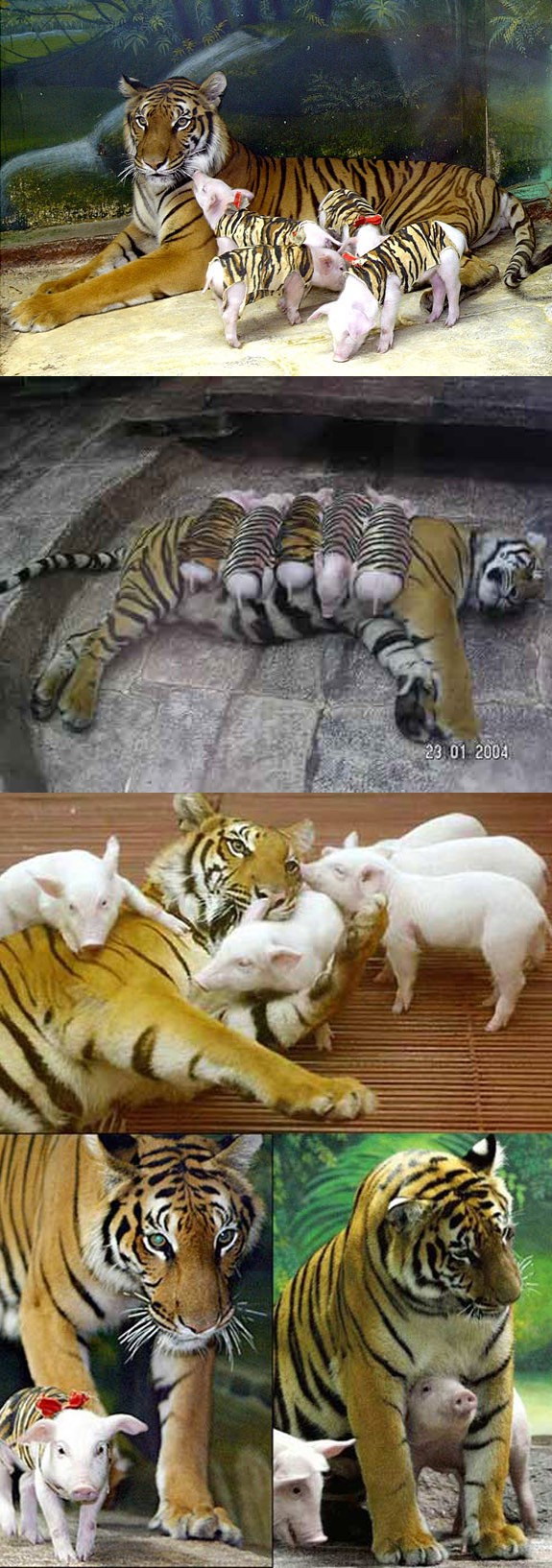 Tiger vs. piglets