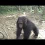 Baby chimp gets dizzy