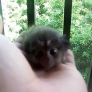 Baby marmoset licks camera