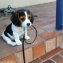Beagle puppy wants to go for a walk