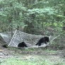 Bear cubs play with hammock