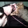 Boston Terrier plays with cat