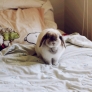 Bunny on the bed