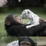 Chimp and white tiger are friends