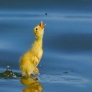 Duckling goes for fly