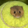 Hamster in a tennis ball