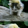 Kitten playing with chick