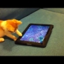 Kitten plays with with fish on an iPad