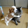 Puppy loves cat