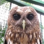 Ticklish owl