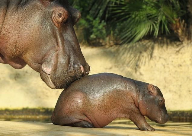Baby hippo at the Berlin Zoo