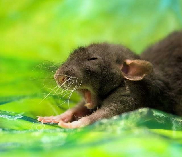 Baby mouse yawns