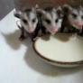 Baby opossums eating