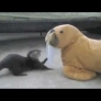 Baby otter playing with plush walrus