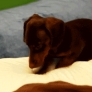 Dachshund on the bed