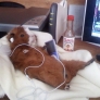 Guinea pig listening to iPod