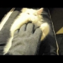 Kitten falls asleep while playing with glove