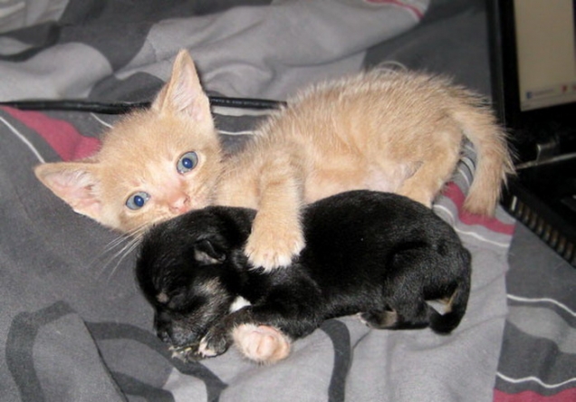 Kitten with puppy baby