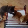 Kitten wrestling