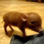 Miniature pig playing around