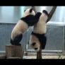 Panda babies playing