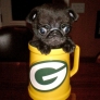 Pug in a mug