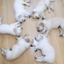 Puppy sleeping circle
