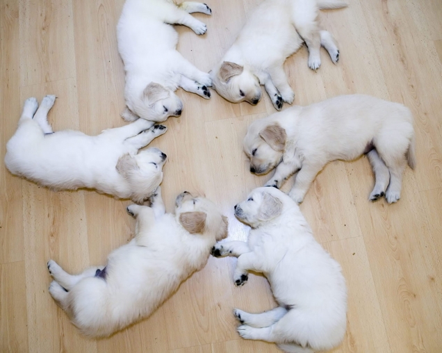 Puppy sleeping circle