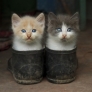 The kittens in the boots