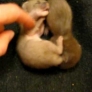 Tickling baby weasels