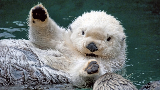 White otter says hi