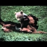 Bear cub plays with dog