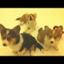Confused Corgi puppies