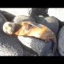 Cute baby sea lion is sunbathing on the rocks