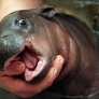 Happy baby hippo