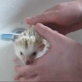 Hedgehog takes a bath