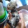 Kitten is having a bath